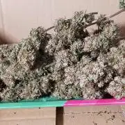 Gelato 41 flowering | Seedstockers
