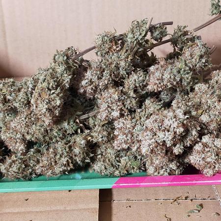 Gelato 41 flowering | Seedstockers