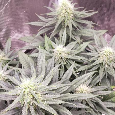 Coco jambo ❤️mutant/alien❤️