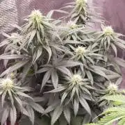 Coco jambo ❤️mutant/alien❤️