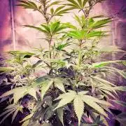 Rose Soda 34-36% thc