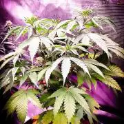 Rose Soda 34-36% thc