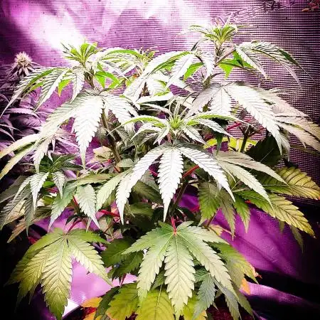 Rose Soda 34-36% thc