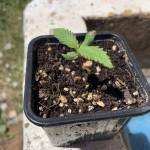 Cream Caramel XL Auto - Sweet Seeds. 