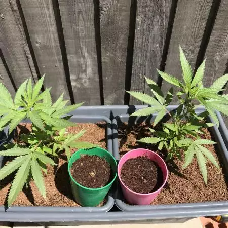  Fruity pebbles clones