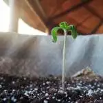 Budget indoor grow Bcn critical XXL fem