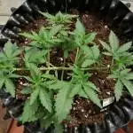 Tangie'Matic FastBuds