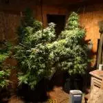 First grow 2019