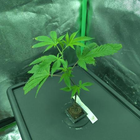 Mountaintop Mint #2 "Leberknödel-Cut"