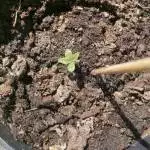Amnesia Gold Auto Outdoor UK