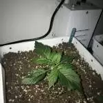 White Widow XXL Auto / Dinafem