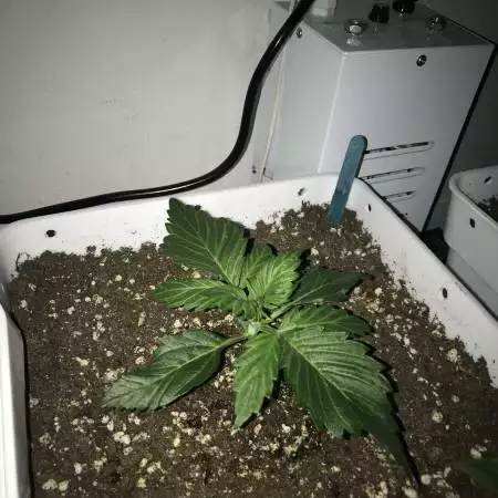 White Widow XXL Auto / Dinafem