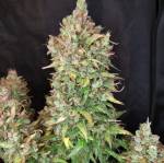 Lemon Pie