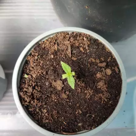 White Widow x Northern Lights