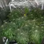 Master kush