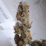 gorilla glue auto 4x,green crack auto 2x