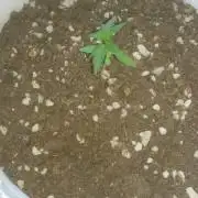 Orange stoned outdoor 2020