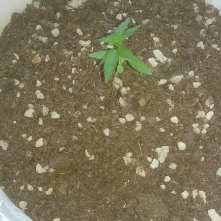 Orange stoned outdoor 2020