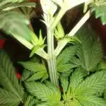 Super Skunk ( ILGM)