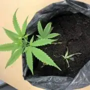 Sexxpot