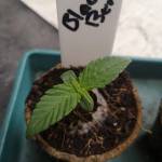 Fastbuds - Blackberry Autoflower