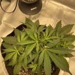 Tangerine Dream Auto 