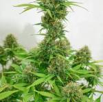 Auto Lemon Kix