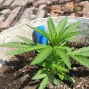 3 autoflower