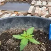 Godfather Og auto az első lehullott mag
