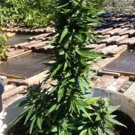 3 autoflower
