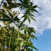 Godfather Og auto az első lehullott mag