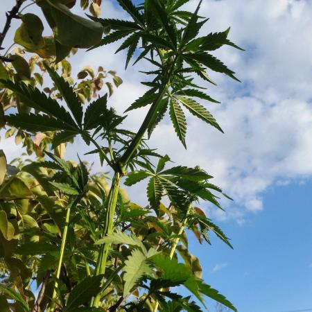 Godfather Og auto az első lehullott mag