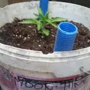 hullott magok + 3 auto