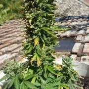 3 autoflower