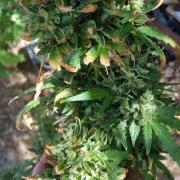26 Godfather Og autoflower