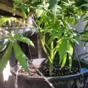 26 Grandfather Og autoflower