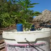 3 autoflower