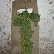 3 autoflower