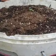 hullott magok + 3 auto