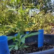 Godfather Og auto az első lehullott mag
