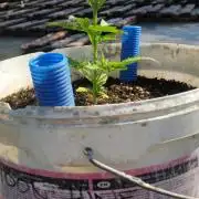 3 autoflower