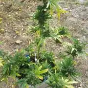 3 autoflower