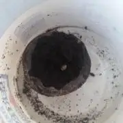 hullott magok + 3 auto