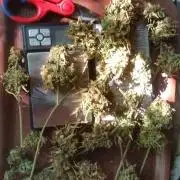Weedseedsexpress Moonshine Cookies Auto