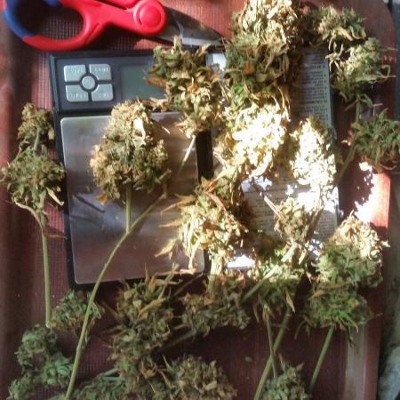 Weedseedsexpress Moonshine Cookies Auto