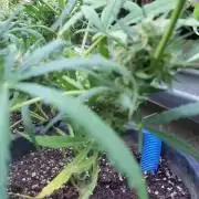 Weedseedsexpress Moonshine Cookies Auto