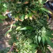 26 Godfather Og autoflower