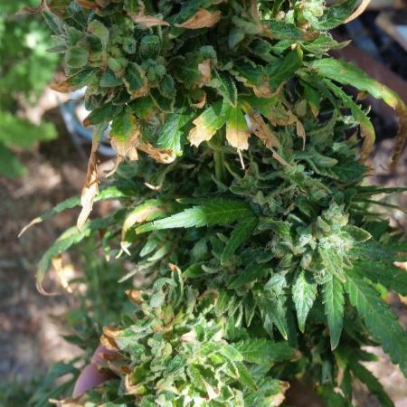 26 Godfather Og autoflower