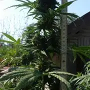 26 Grandfather Og autoflower