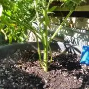 Weedseedsexpress Moonshine Cookies Auto